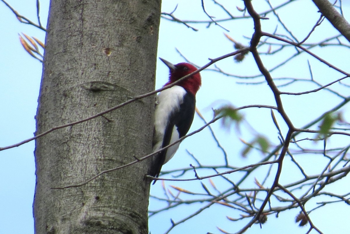 Red-headed Woodpecker - "Chia" Cory Chiappone ⚡️