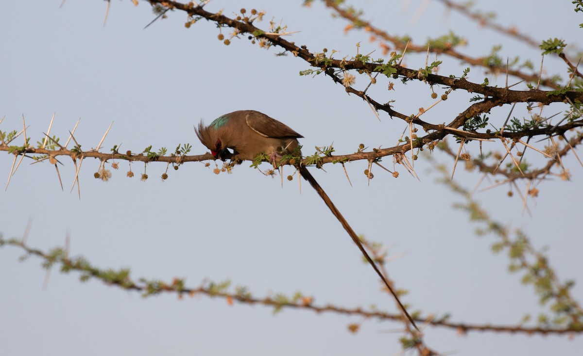 Blue-naped Mousebird - simon walkley