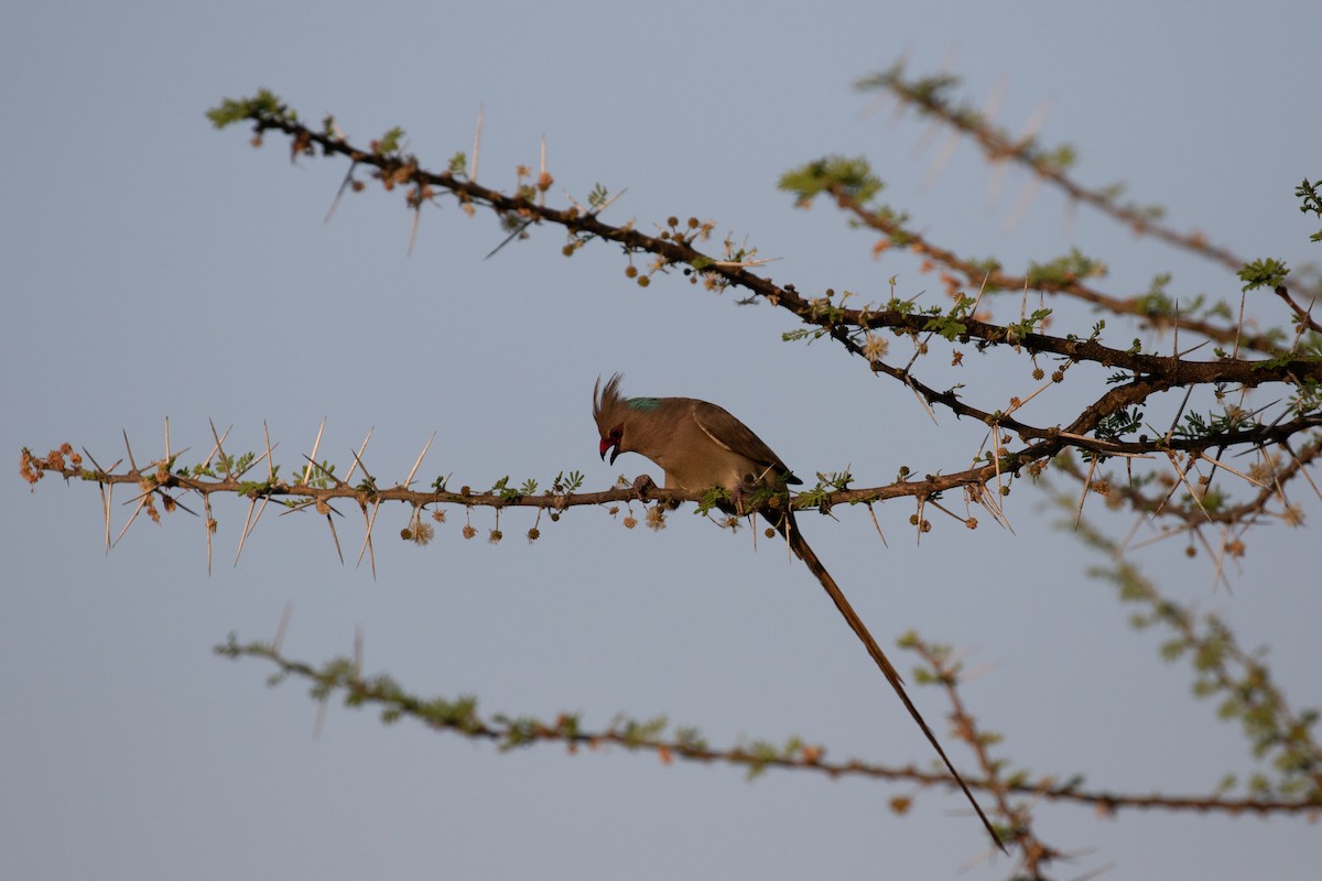 Синешапочная птица-мышь - ML618211481