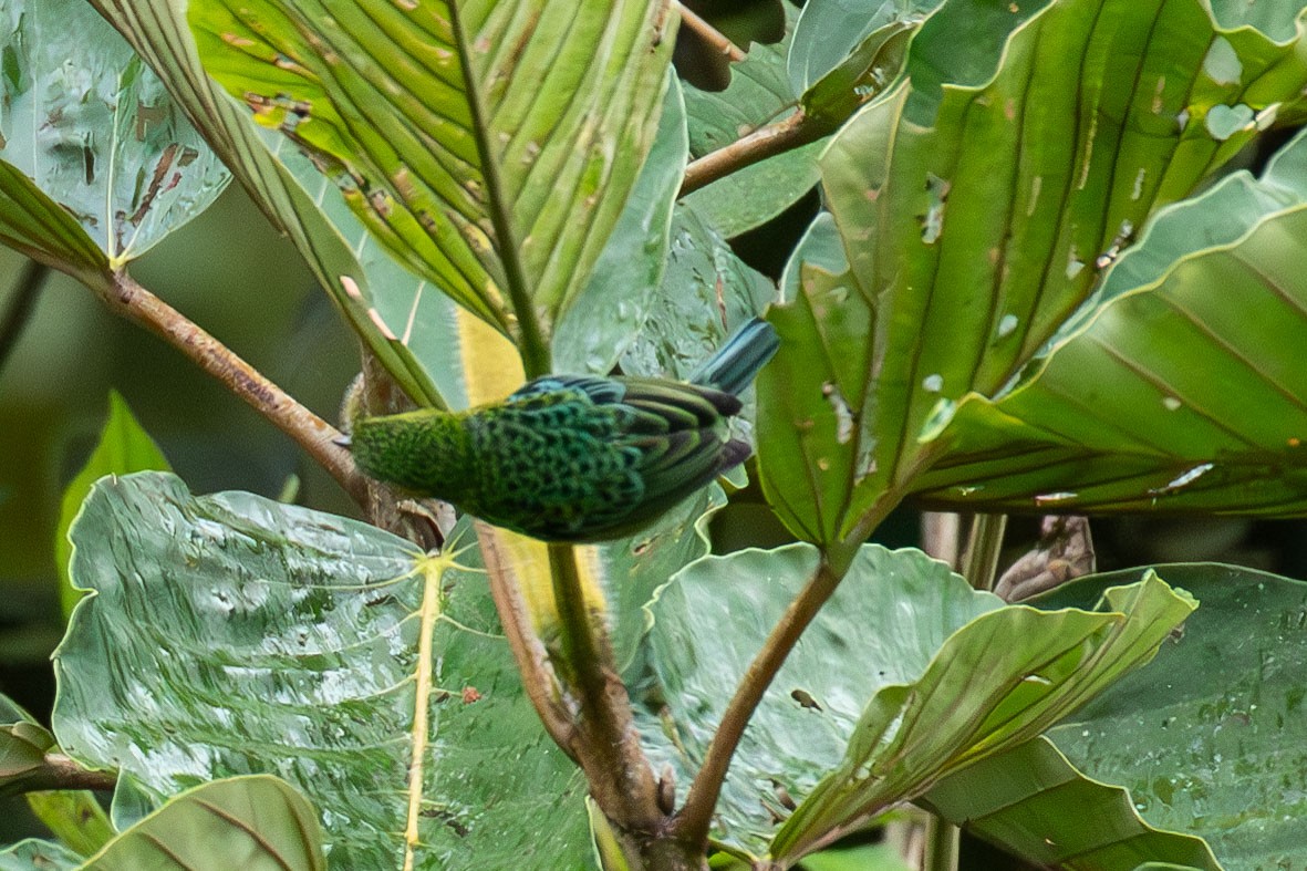 Yellow-bellied Tanager - ML618211483