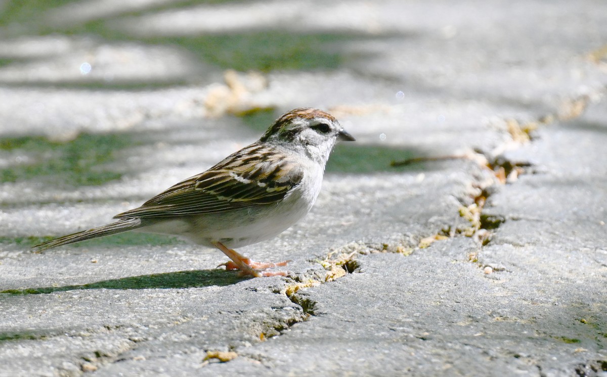 Chipping Sparrow - Matthew Murphy
