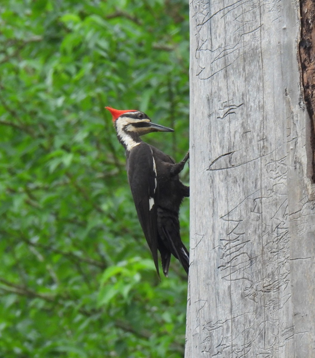 Pileated Woodpecker - ML618211504