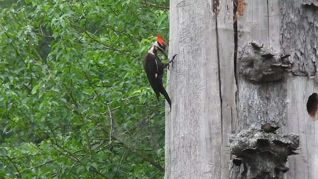 Pileated Woodpecker - ML618211514
