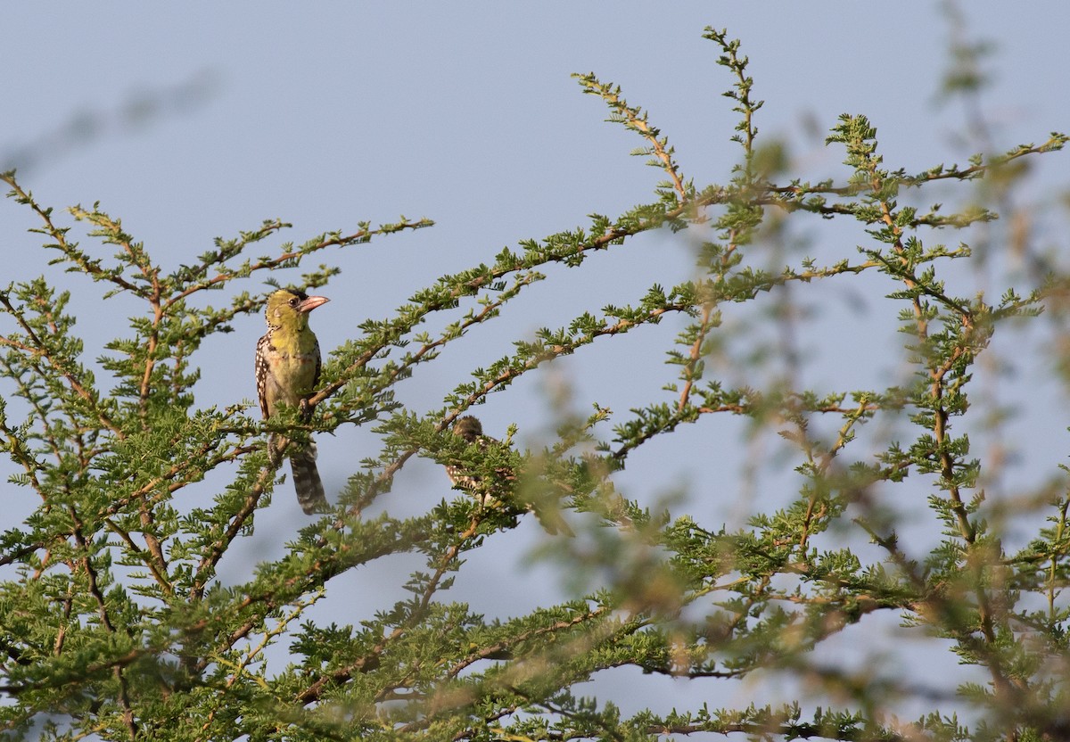 Yellow-breasted Barbet - ML618211540