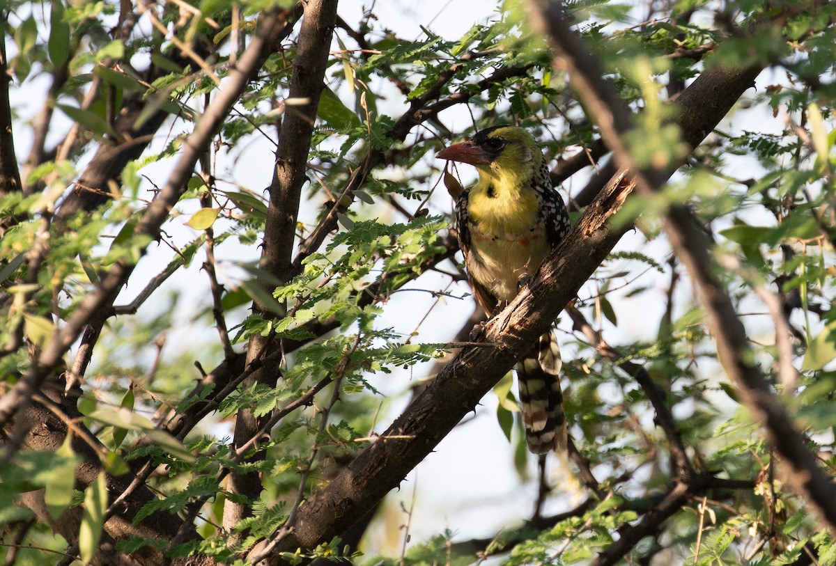 Yellow-breasted Barbet - ML618211541