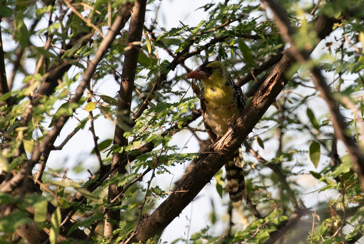 Yellow-breasted Barbet - ML618211543