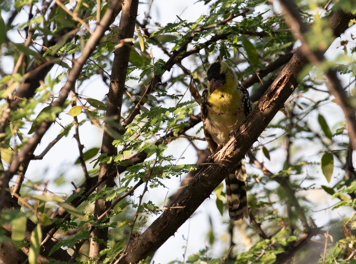 Yellow-breasted Barbet - ML618211544
