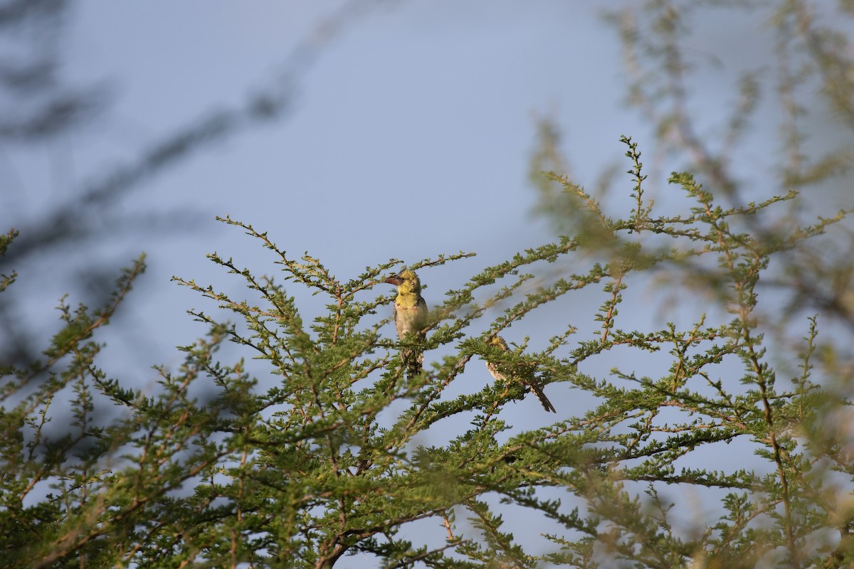 Yellow-breasted Barbet - simon walkley