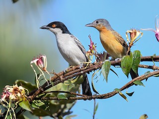  - Northern Puffback