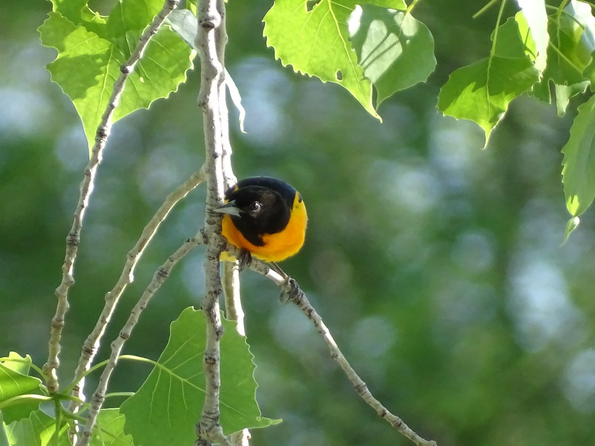 Baltimore Oriole - Gary Northwall