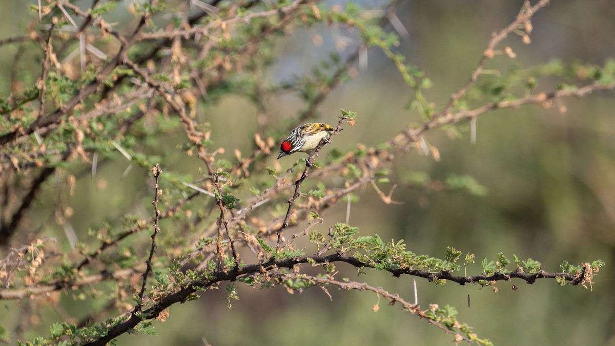 Red-fronted Tinkerbird - ML618211583