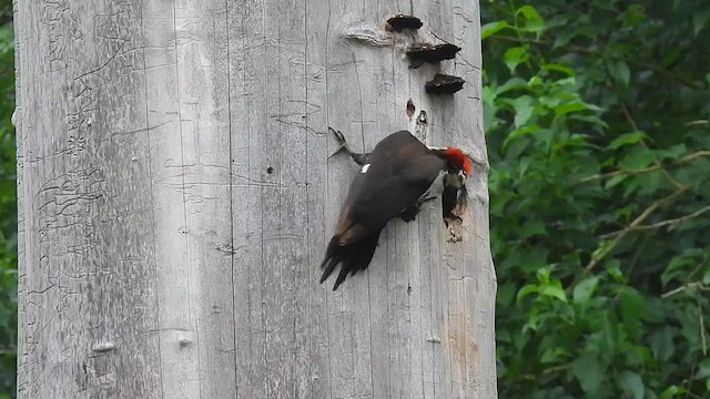 Pileated Woodpecker - ML618211615