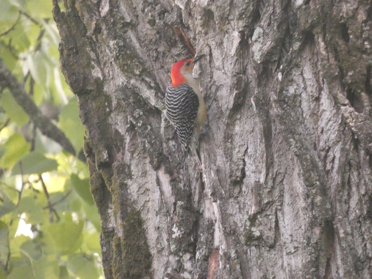 Red-bellied Woodpecker - Wesley McGee