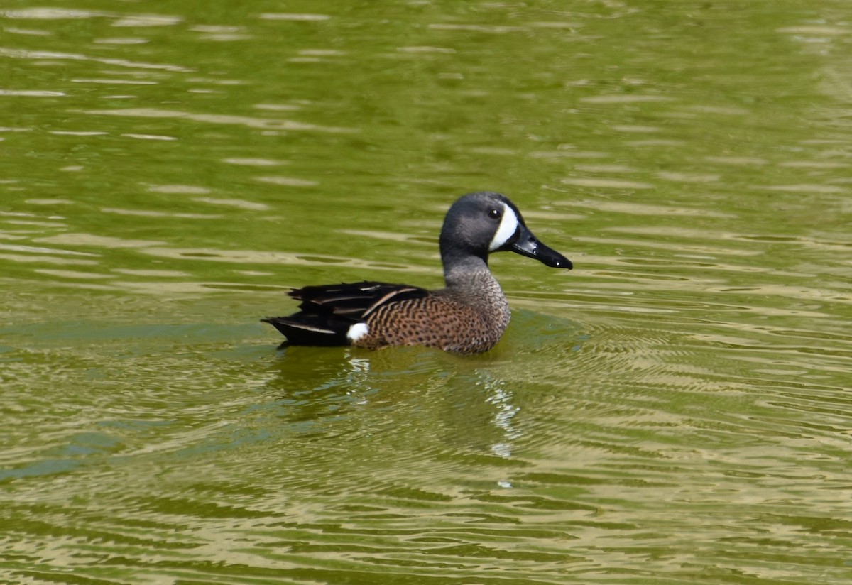 Blue-winged Teal - ML618211681