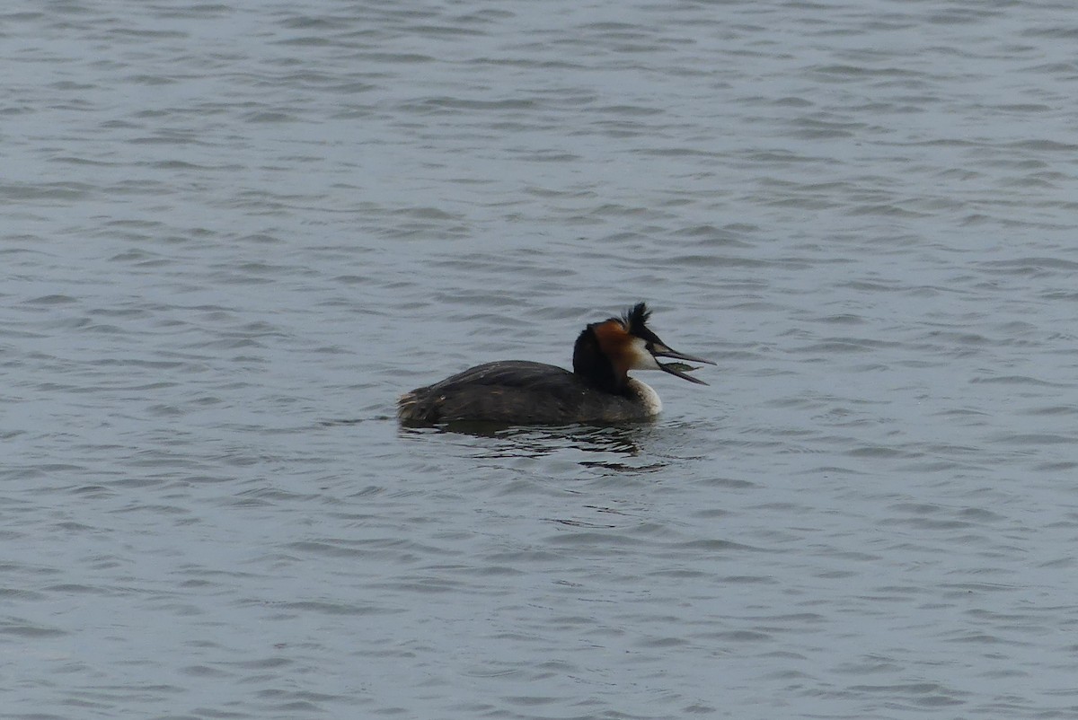 Great Crested Grebe - ML618211827