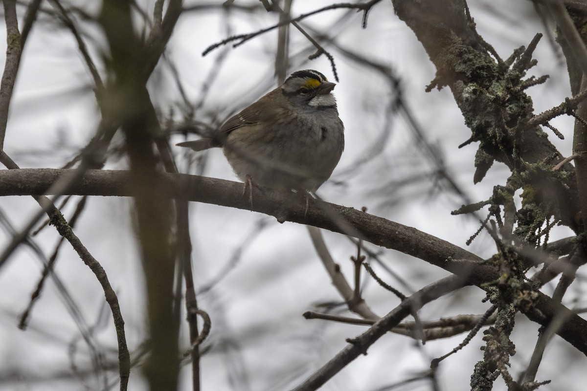 White-throated Sparrow - Ed kendall