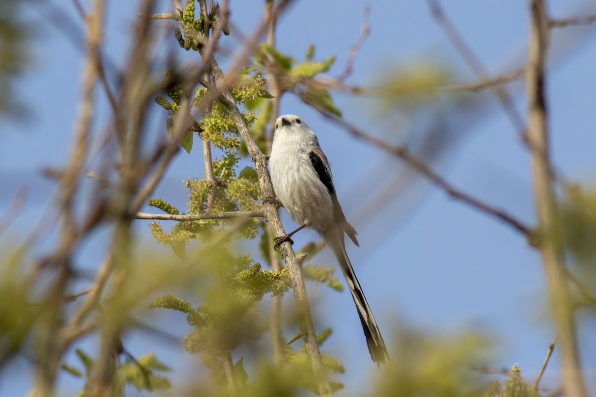 Long-tailed Tit - African Googre