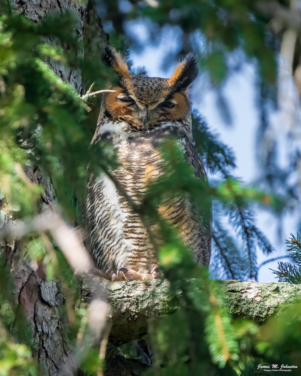 Great Horned Owl - ML618211841