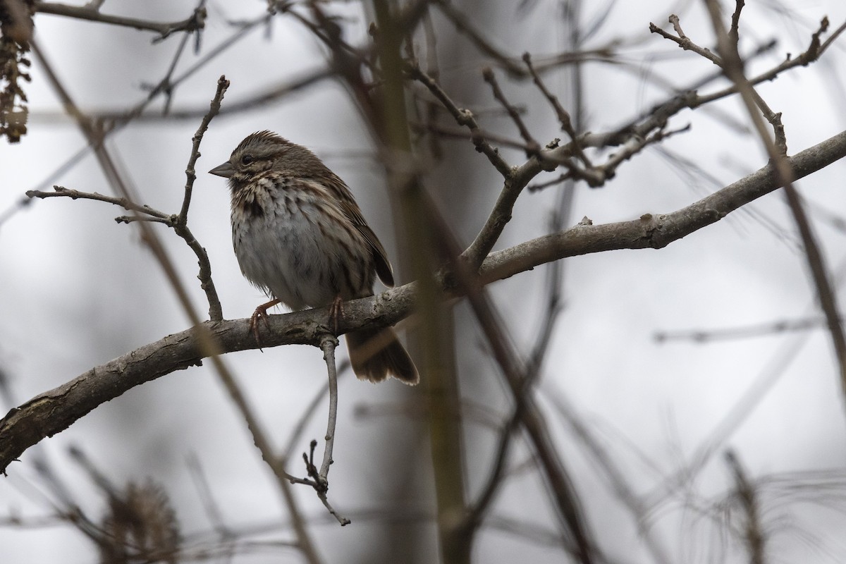 Song Sparrow - Ed kendall
