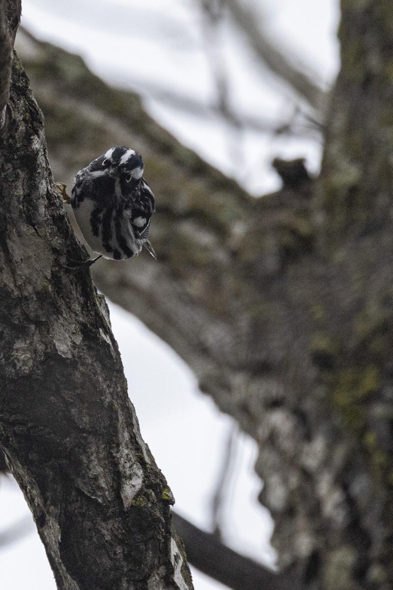 Black-and-white Warbler - Ed kendall