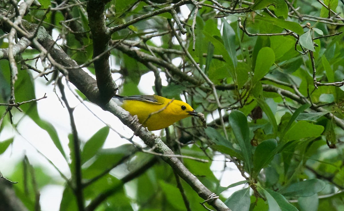 Prothonotary Warbler - ML618211883