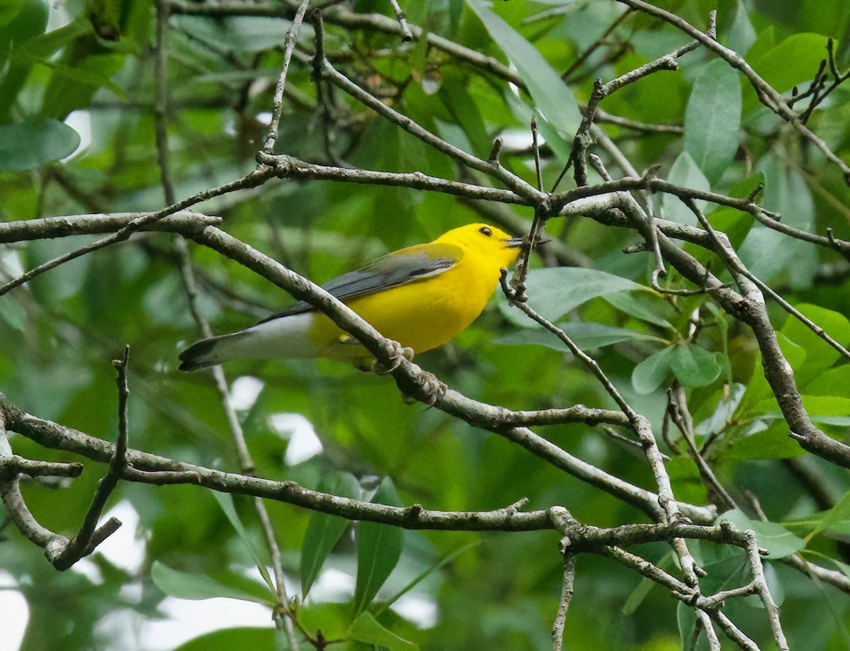 Prothonotary Warbler - ML618211884