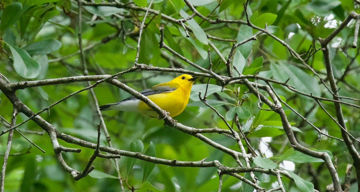 Prothonotary Warbler - ML618211885