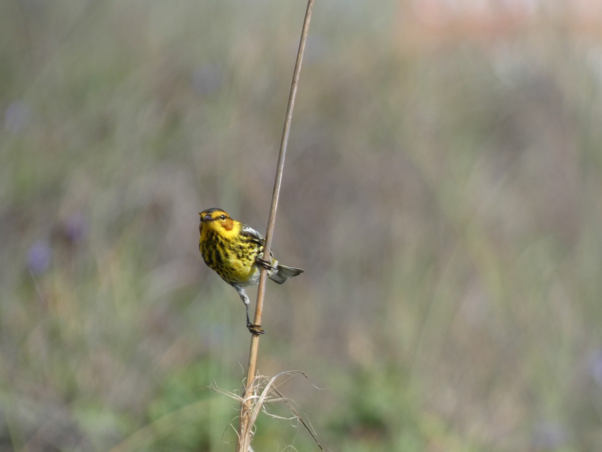 Cape May Warbler - ML618211890