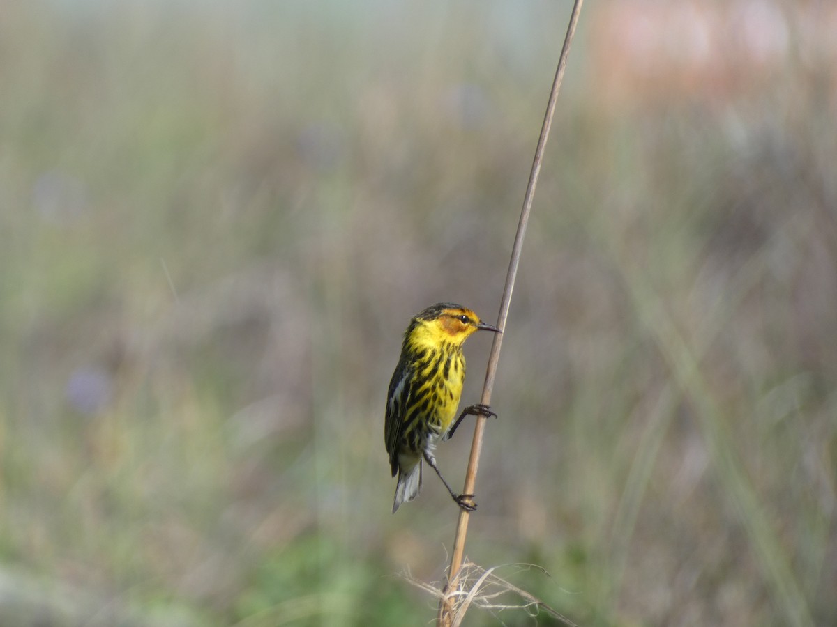 Cape May Warbler - ML618211891