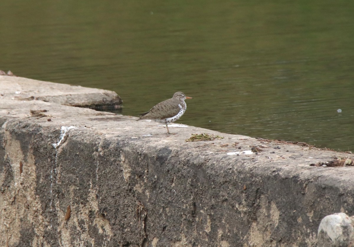 Spotted Sandpiper - Ruth King