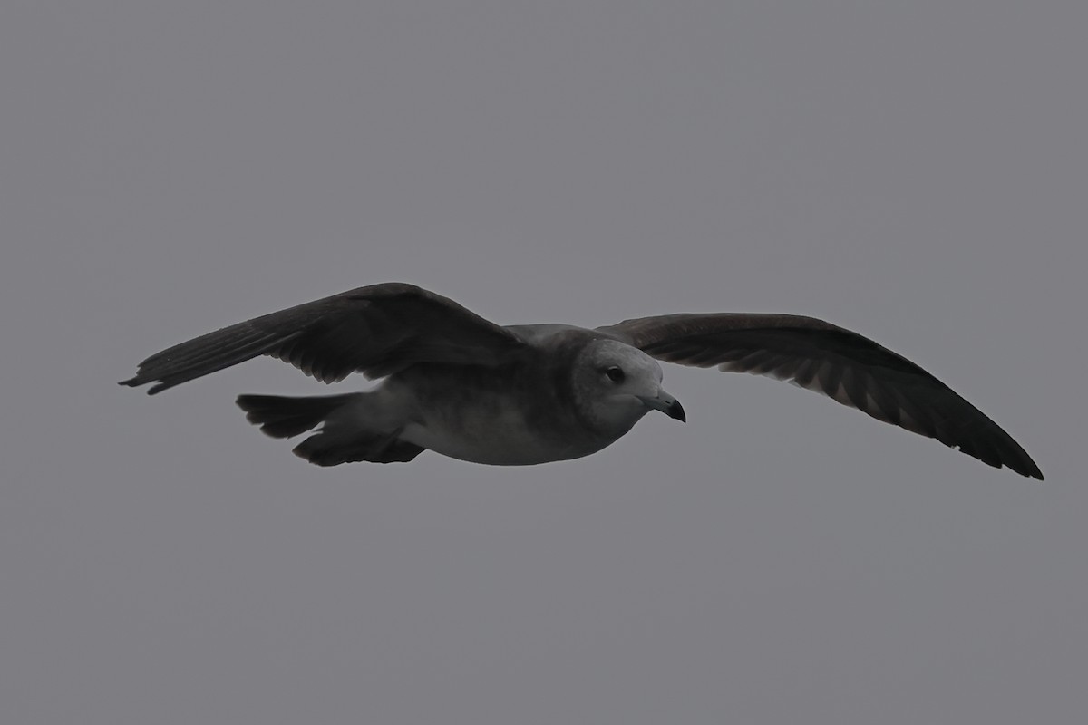 Black-tailed Gull - Fabio Olmos