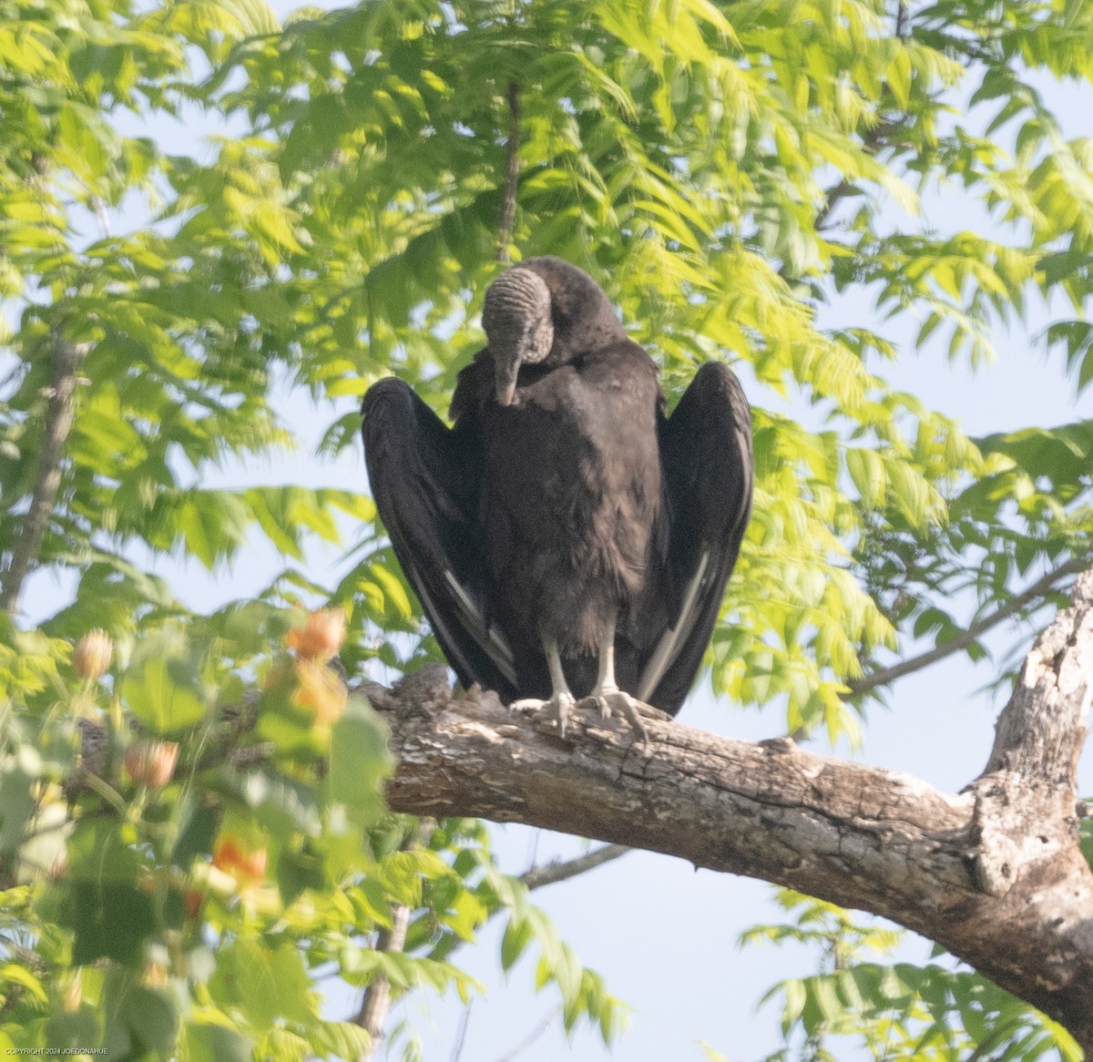 Black Vulture - ML618211930