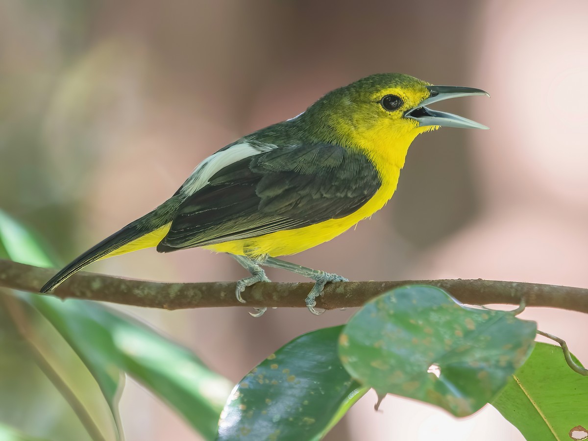 Great Iora - Aegithina lafresnayei - Birds of the World