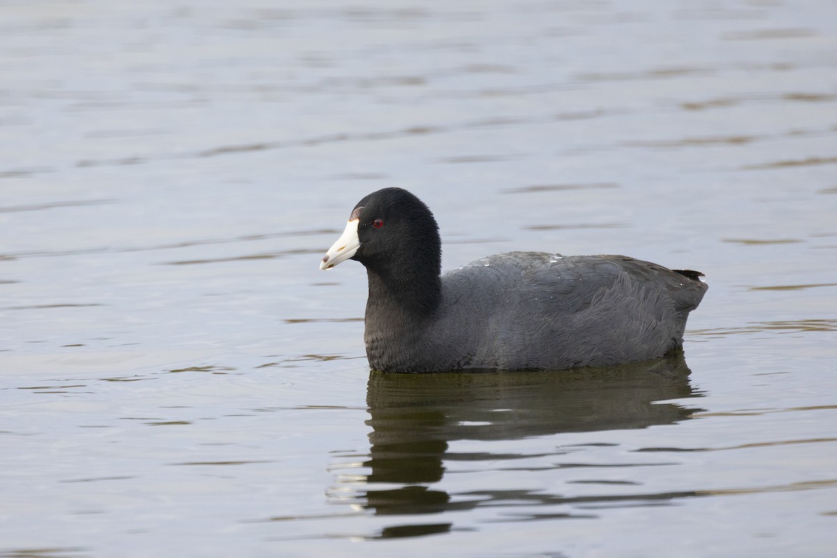 American Coot - Maurice Pitre