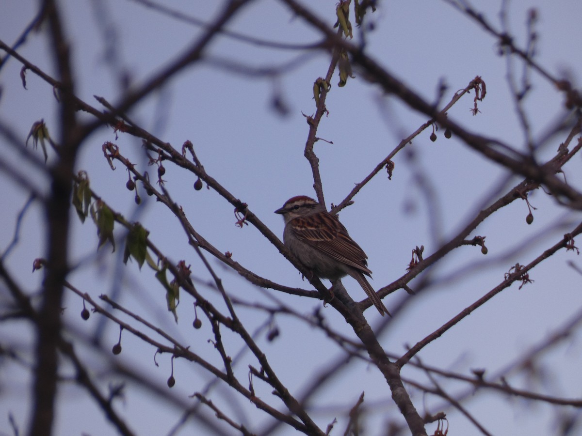 Chipping Sparrow - Wesley McGee