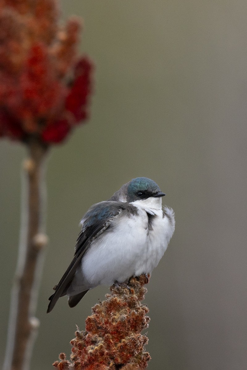 Tree Swallow - Maurice Pitre