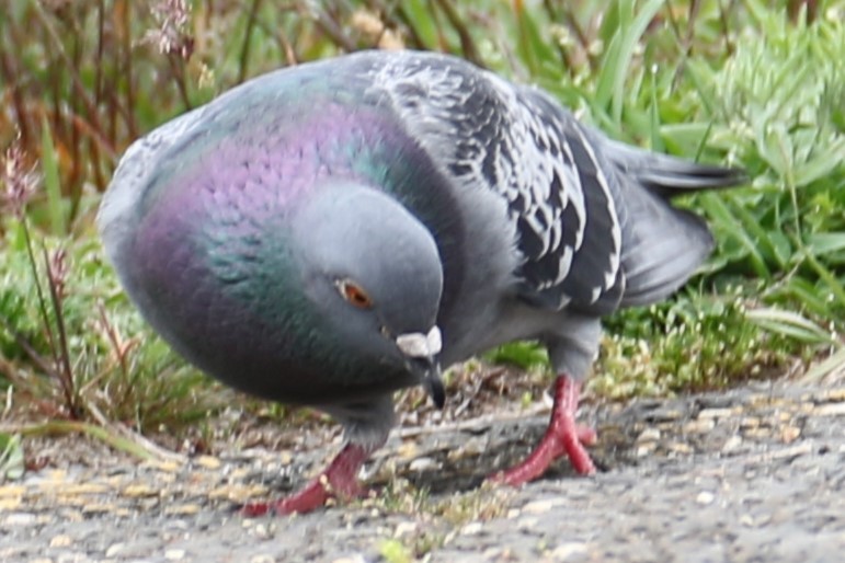 Rock Pigeon (Feral Pigeon) - ML618211948