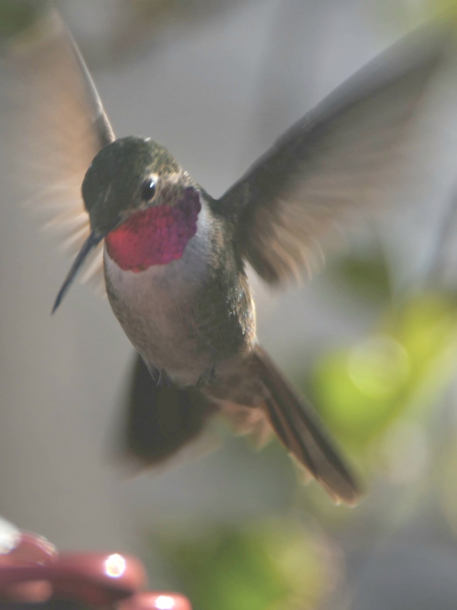 Broad-tailed Hummingbird - ML618211977