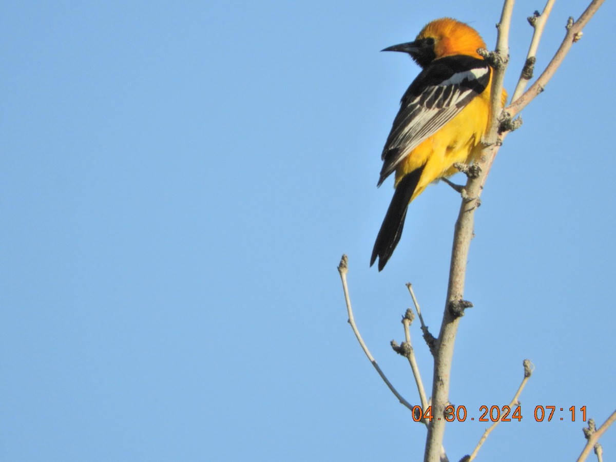 Hooded Oriole - Charles  Ritter