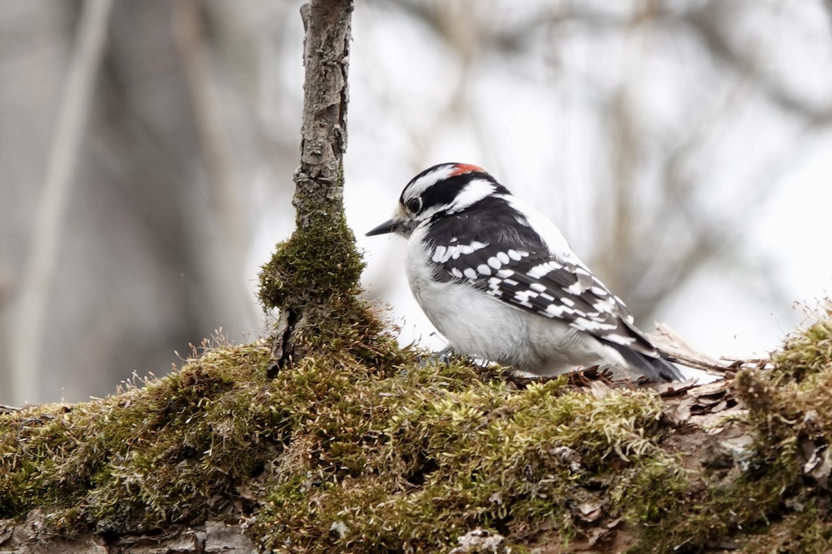 Downy Woodpecker - André Couture