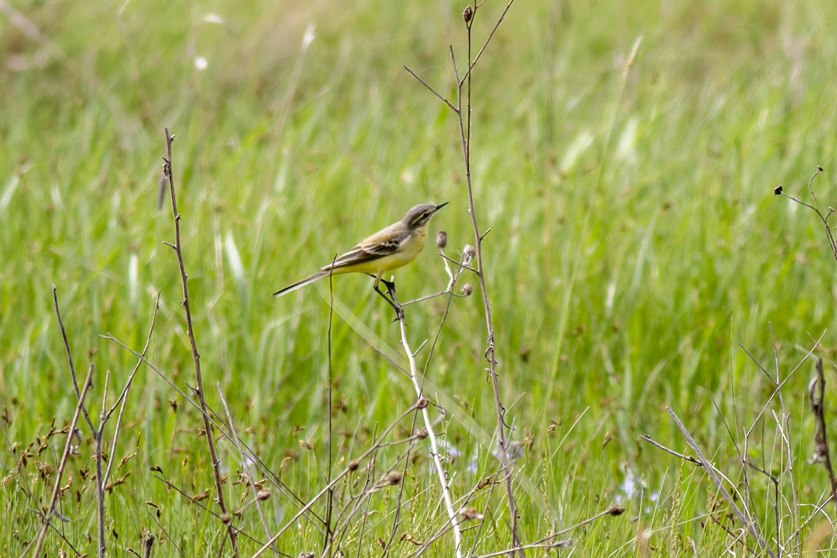 Western Yellow Wagtail - African Googre