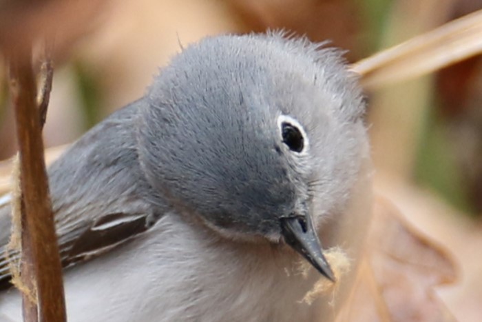 Blue-gray Gnatcatcher - michael vedder