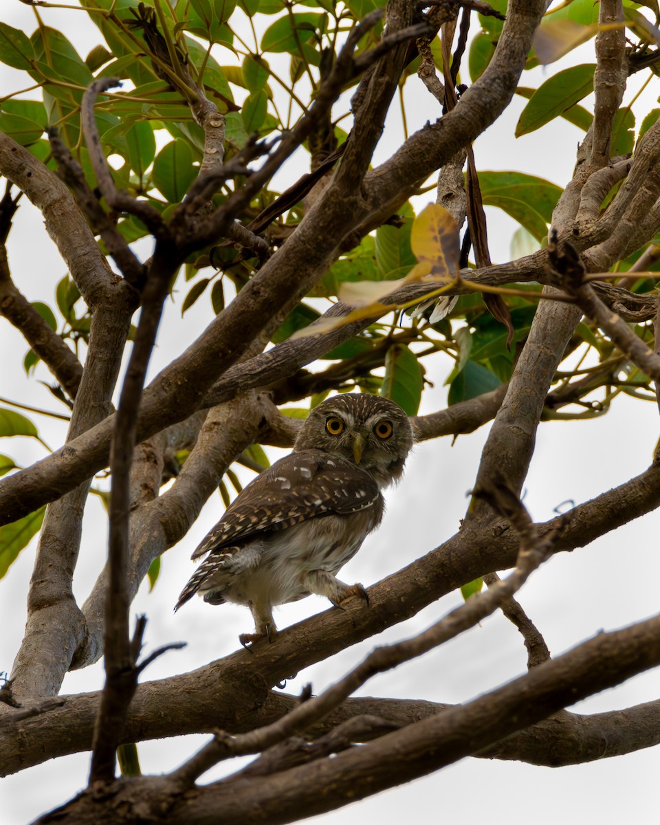 Ferruginous Pygmy-Owl - Kevin Richmond