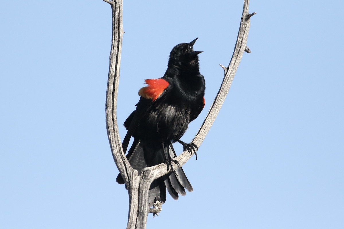 Red-winged Blackbird - ML618212092