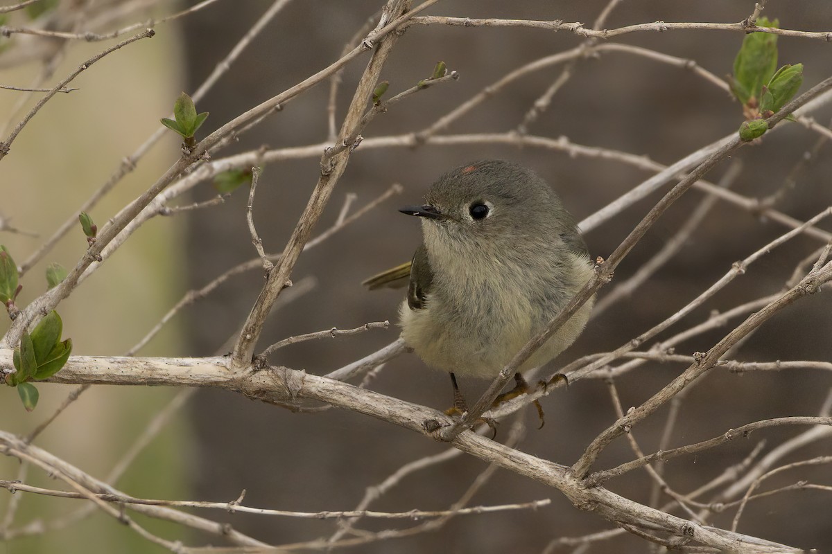 Ruby-crowned Kinglet - Maurice Pitre