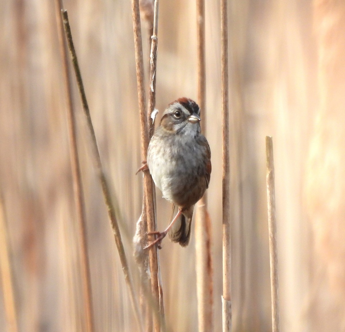 Swamp Sparrow - ML618212191