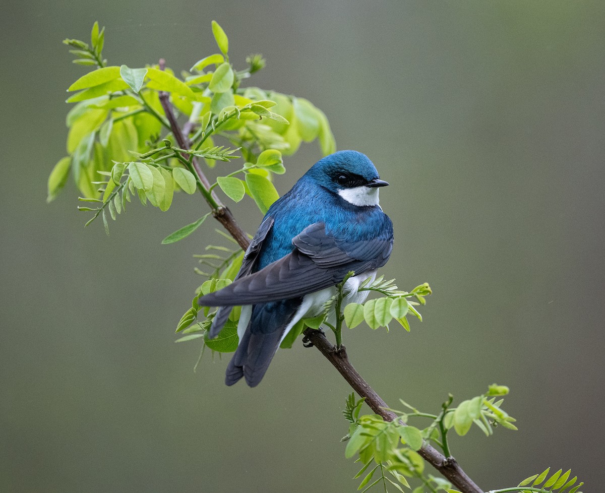 Tree Swallow - Tom Warren