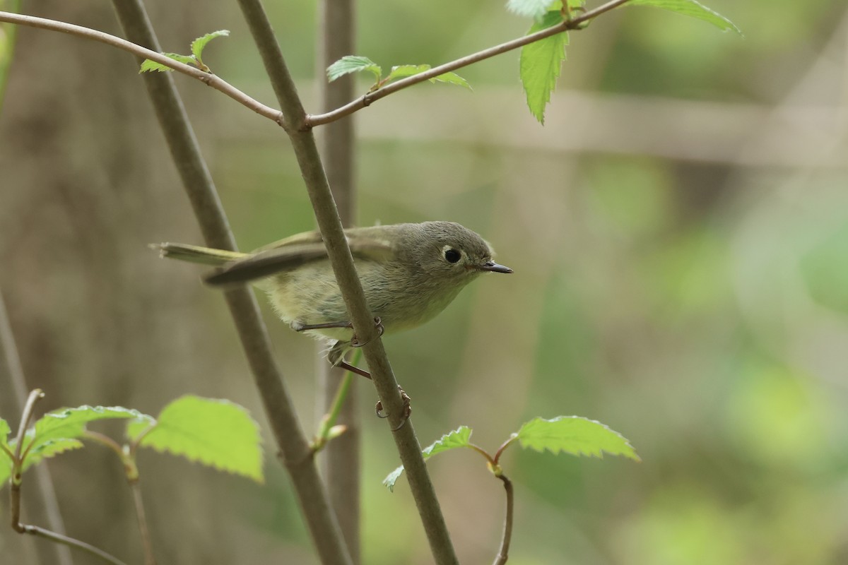 Ruby-crowned Kinglet - E R