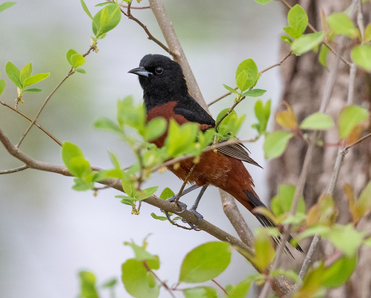 Orchard Oriole - ML618212210