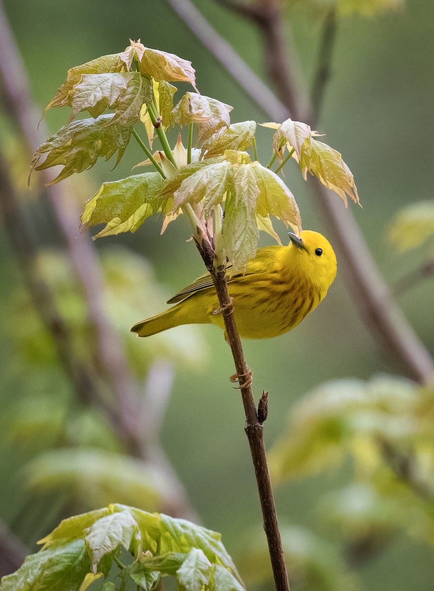 Yellow Warbler - Tom Warren